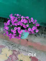 Selling eight malras of land  five lakh  ,seventy thousand per malra