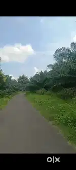 Palm oil crop land for sale 23 acers Main road bit 10 years old crop