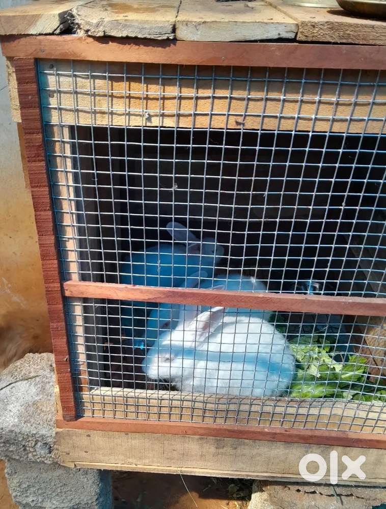 Birds cage for sale