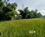 Sisai mavai road pr kheti ki zameen 2. beega. 3,00,000. Ka rate hai