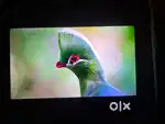 Lloyd 43 led UHD Android+smart tv