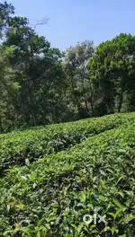 Vagamon Low budget 230 cent LA Pattayam Land For Sale urgent Sale