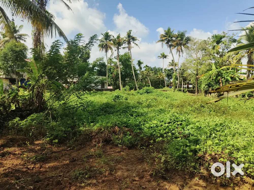 Land of 40 cent for Sale in Malikapeedika, Alangad P O, Ernakulam (DT)