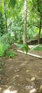 Residential Plot for Sale in Guruvayur