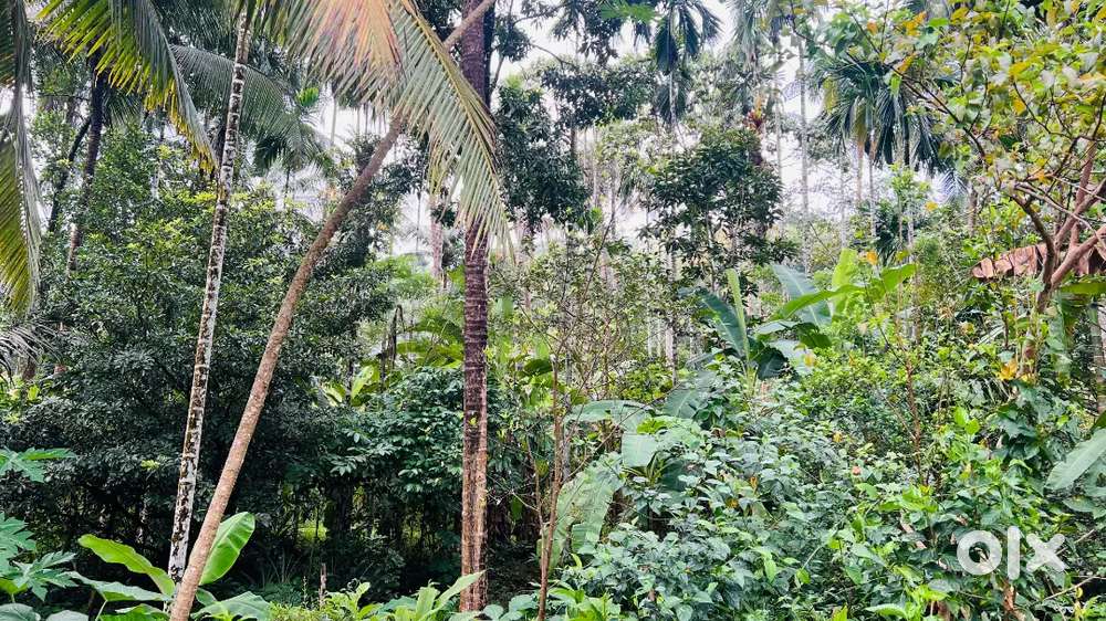 Property for Sale – 79 Cents Land with House & Coconut Trees