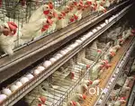 Wanted experienced male and wife husband poultry workers