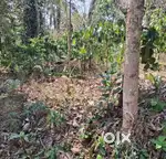 കേണിച്ചിറയിൽ15 സെൻ്റ് സ്ഥലം വിൽപ്പനയ്ക്ക്