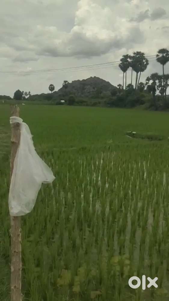 Sale agriculture land