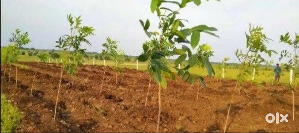 605 Sq.Yds Farm Land for Sale Near NarayankhedRoadsidePlotPlantation