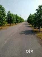 Dwarakamai 3