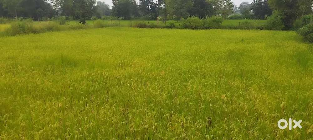 35 dismil jamin bechna hai road se lga hua hai