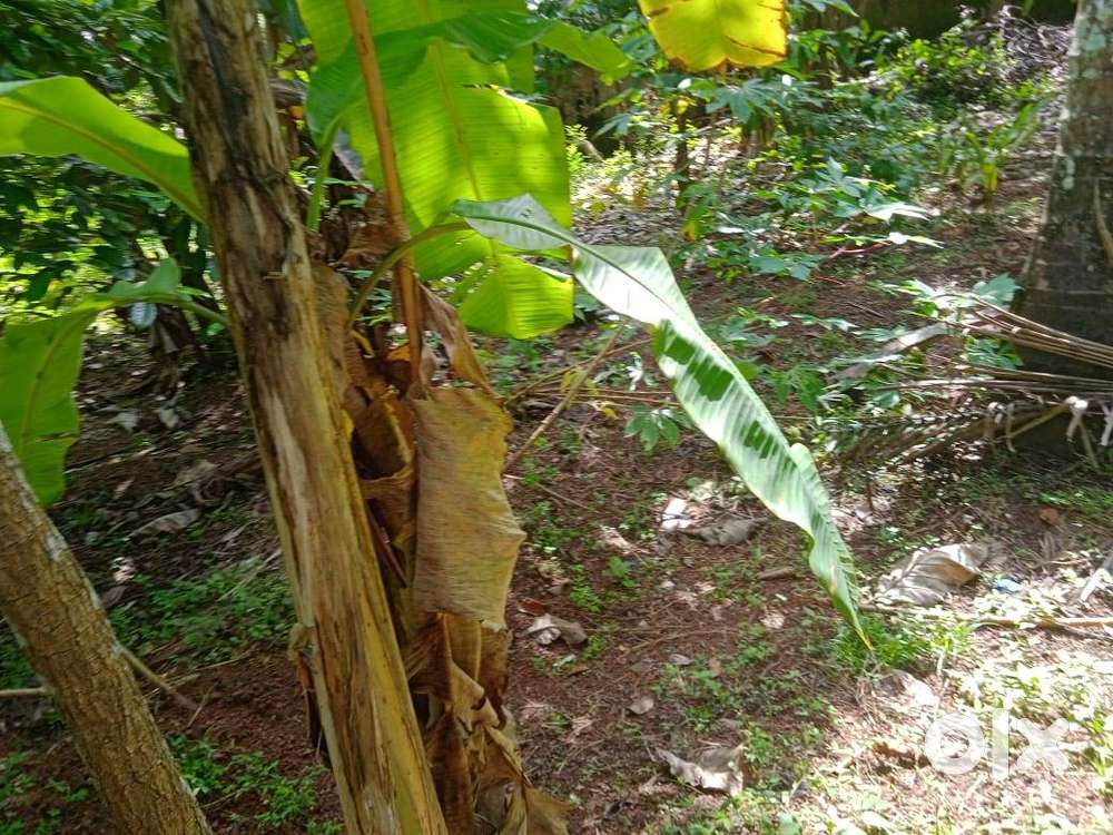 10 to 12 cent for sale opposite to pullur school