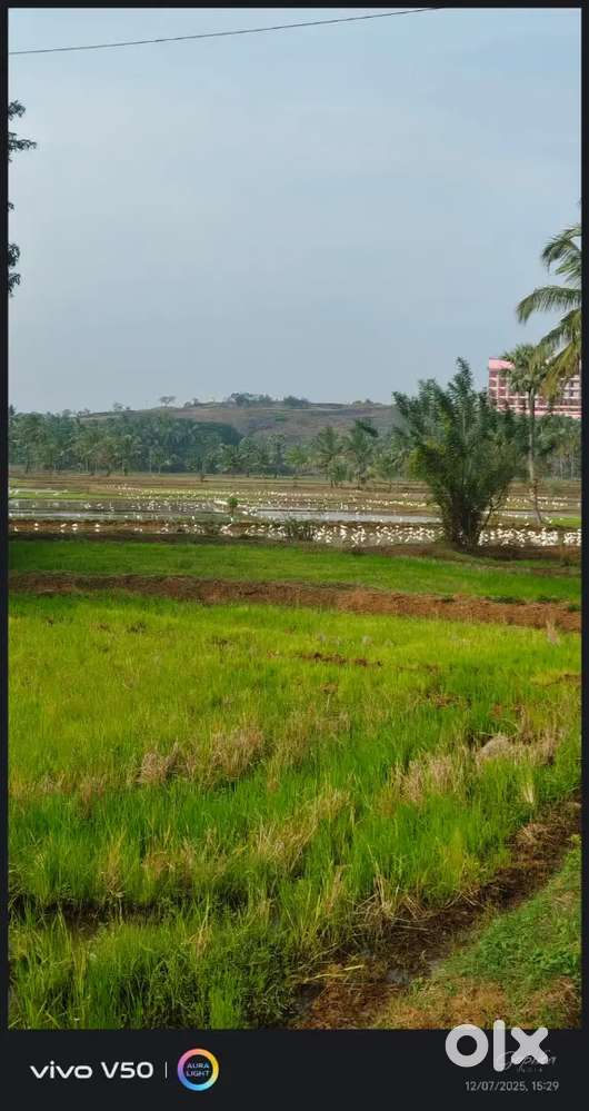 Personal assistant social maind ladys