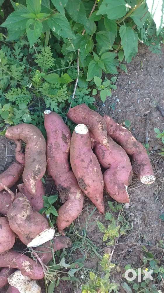Salegirls Wanted for a Vegetable Shop in Kanjirampara