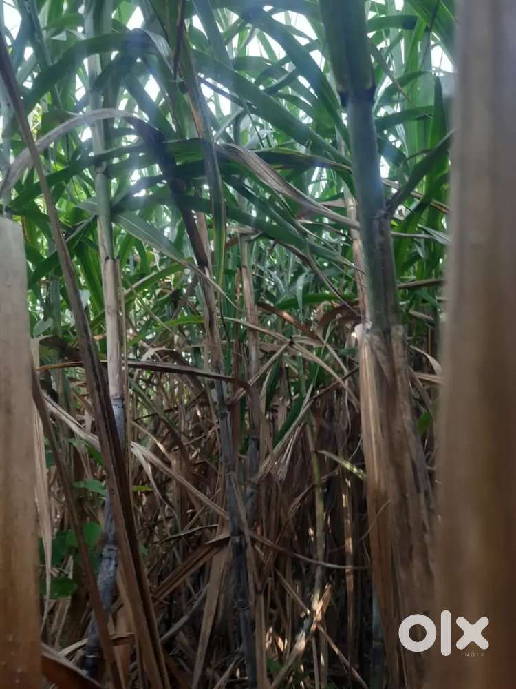 वर्ग एक असलेली निर्भेद कोणतेही लेटीकेशन नसलेली क्लिअर टायटल ऊसाची