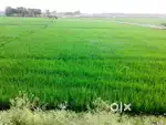 1.2 acers Polam field In jamudumadu near burrelapam