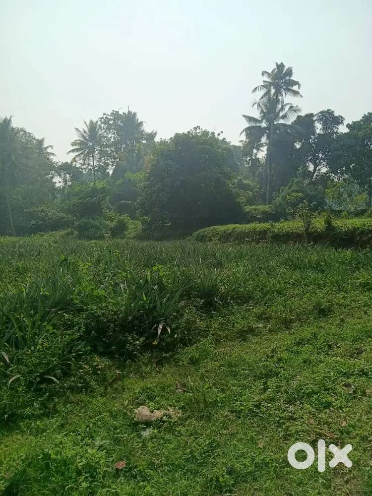 74 cent land for sale in kanjoor parappuram,Airport,Aluva,Kalady,plot
