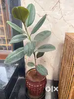 Garden Plant - Rubber Plant