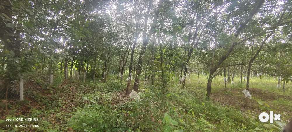 18 acres Parambu for sale in Chitali, Palakkad