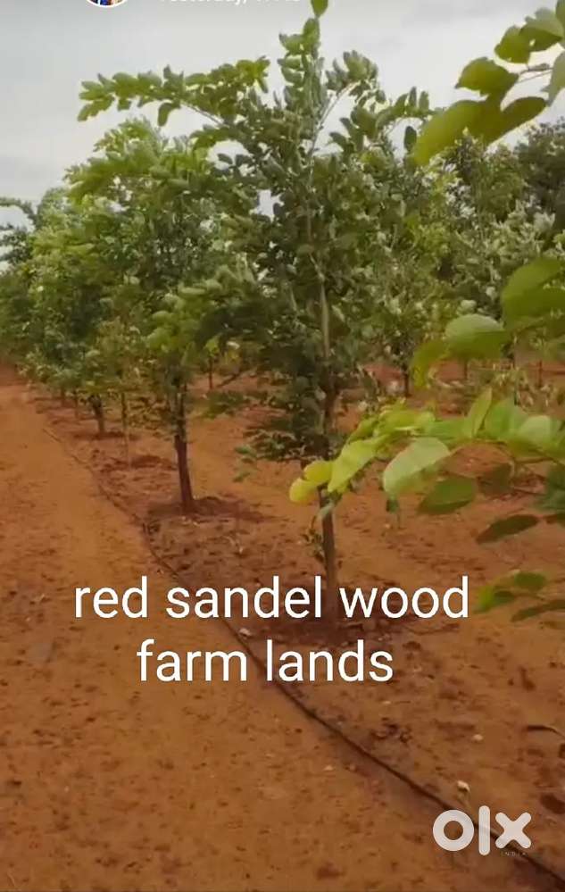 Yerrachandhanam farm lands