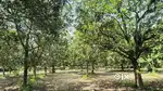 Land for sale 3 bigha