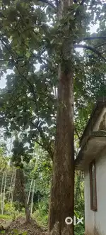 Teak wood for sale