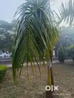 225 Sq yd Plot in Mohali