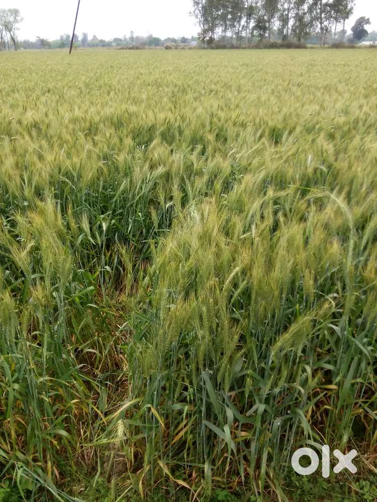 Fertile agricultural land available for sale urgently