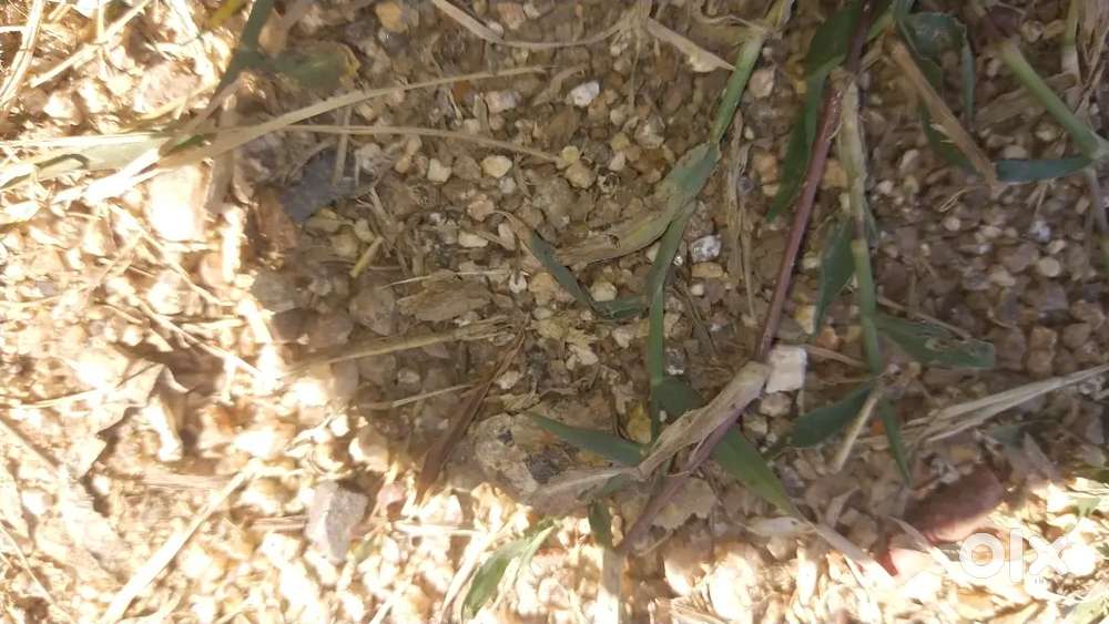 15 बाई 60 प्लॉट