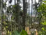 1.67Acre Water view Resort land@Wayanad,Banasura sagar dam