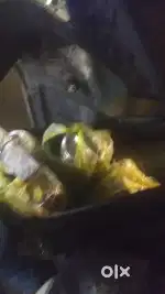 Tiffin delivery