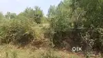 1.5 Bhigha ( 35 gutha )  at 13 lakh only Savli - Dhantej