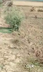 Prime Plot for Sale in Ekauna, Bhojpur – ₹16.5 Lakh/Kattha | 500m from