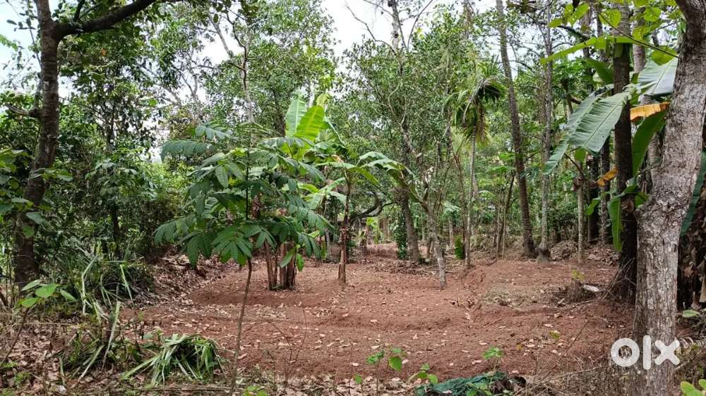 Plot തിരിച്ചു കൊടുക്കാൻ പറ്റുന്ന 1 എക്കർ വസ്തു വില്പനക്ക് കൊല്ലം