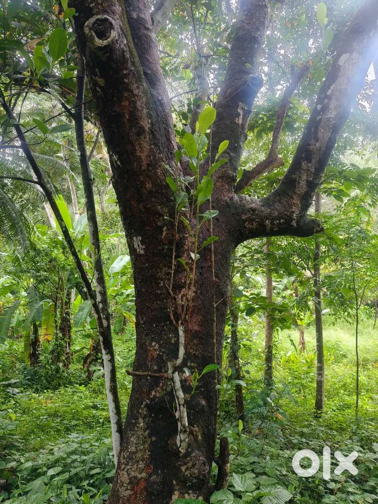 വീട്ടാവശ്യത്തിന് വേണ്ടവർക് ബന്ധപ്പെടാം
