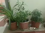 Plant with pot
