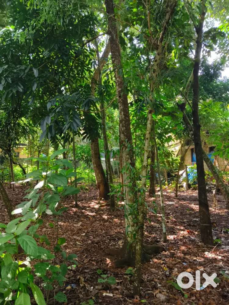 45 cents land for sale near Gurunagar, Manchavilakom