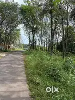95 Cents Rubber Plantation Land  in Ozhukuparrakkal, Ayoor, Kollam