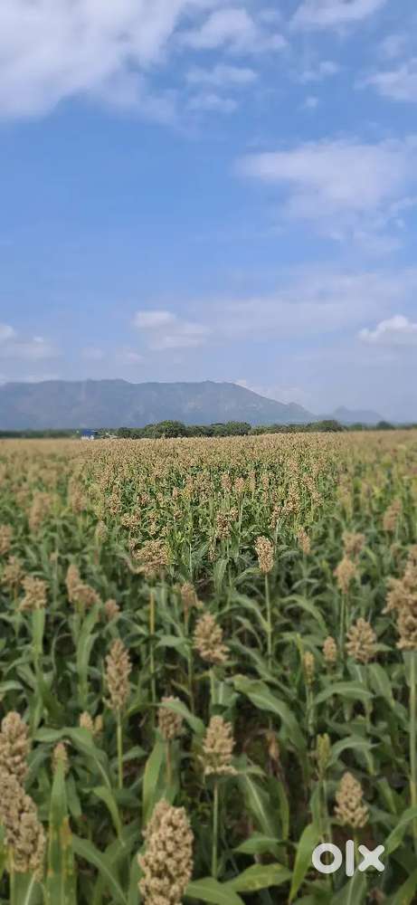 Ladies Travel Executive for travel agency in Ramakkalmedu