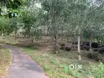2 acre land with rubber plantation