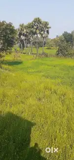 Mirja gaon , Sultanganj jamin bikri hai