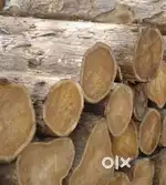 Teak/ Jack/ Wildjack / Kunni / Mulluvenga wood for sale