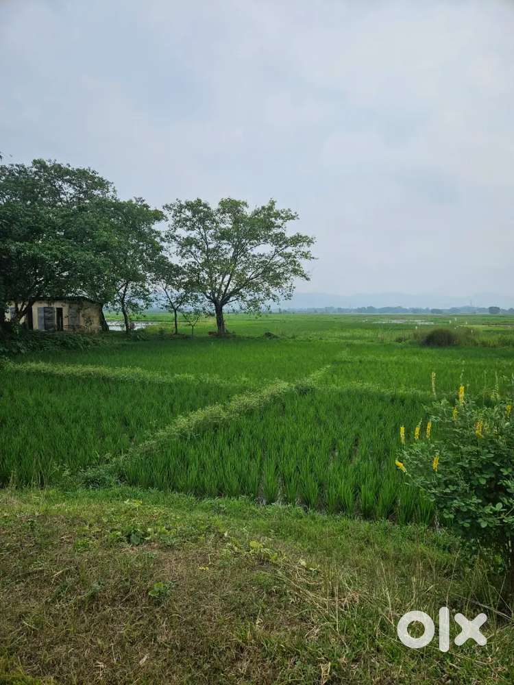 Land plot available from 1 katha to 200 bigha