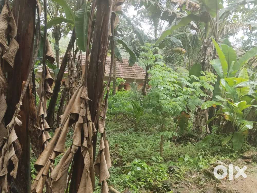 10 cent land available for sale in Mekozhoor