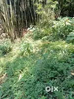 Land/Plot for Sale in Mirik,Darjeeling
