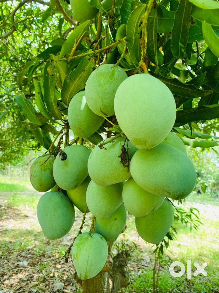 2 Acres of Mango farm land for sale in Mailam Pondicherry Highway