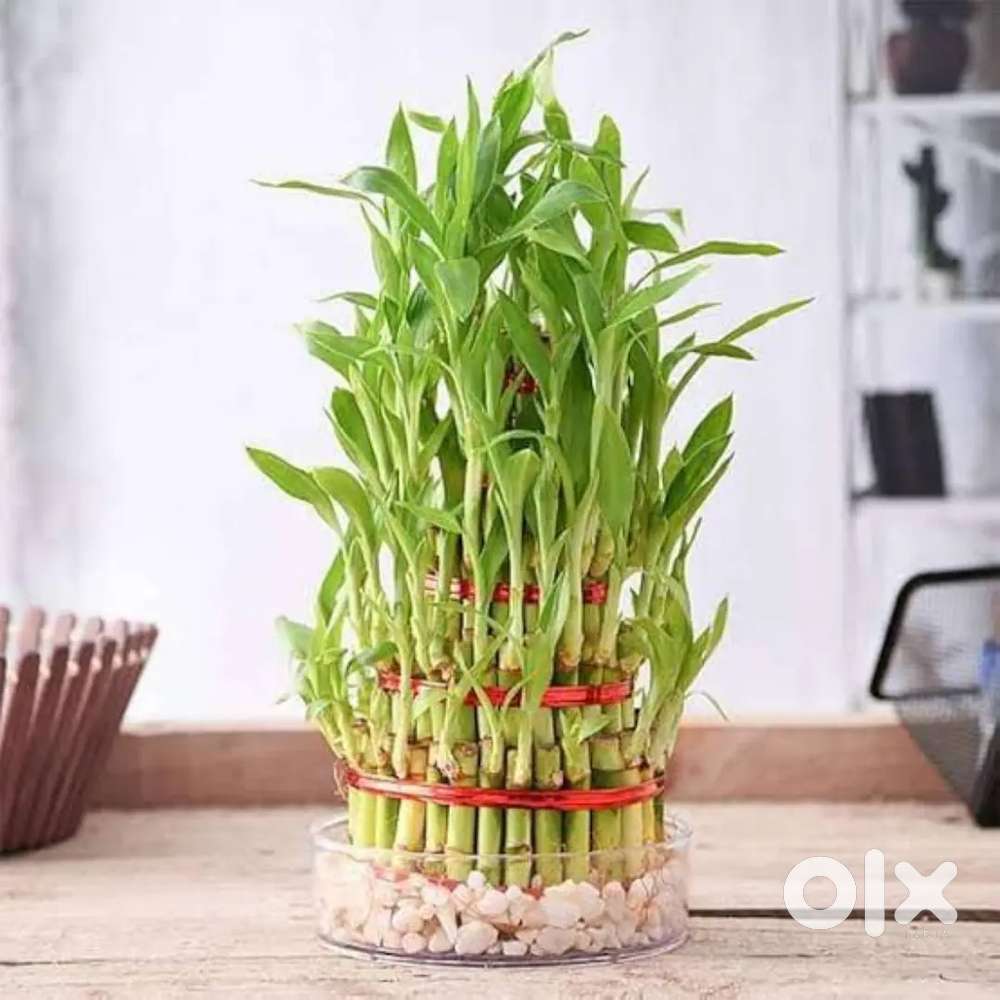 Lucky Bamboo