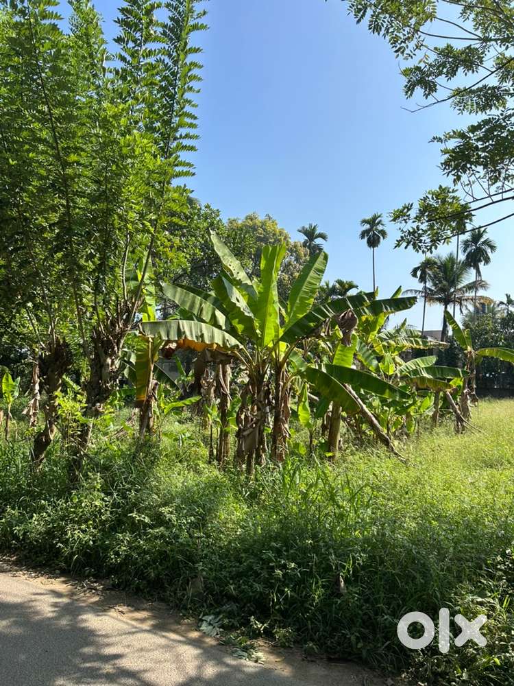 6 cent plot near Desom, Aluva