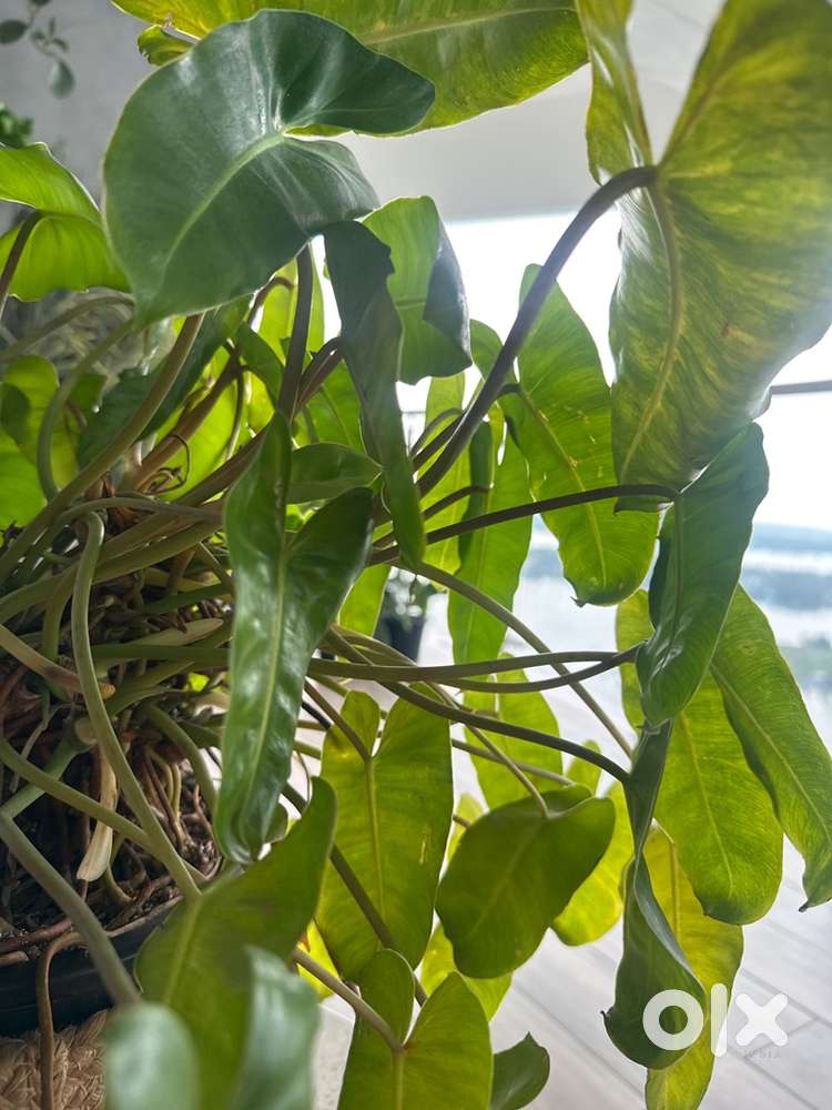 Gardener for central governament office