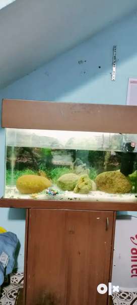 Aquarium with  coboard & pearls and stone